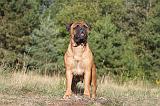 BULLMASTIFF 005